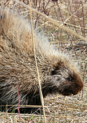 Porcupine