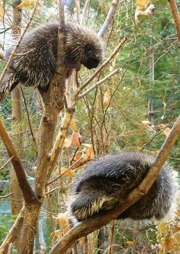 Porcupines