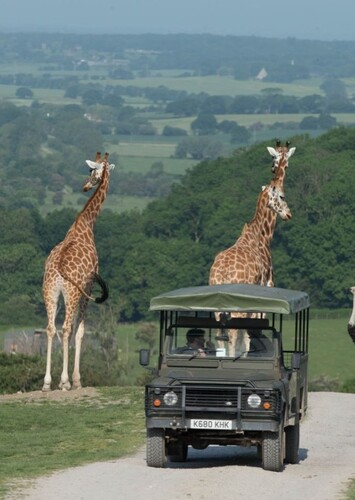 Port Lympne Wild Animal Park
