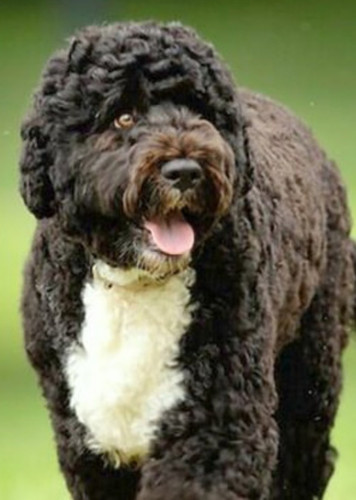 Portuguese Water Dog