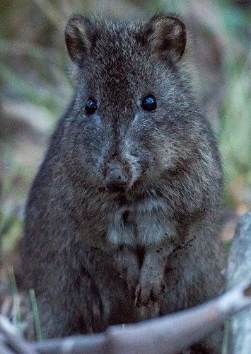 Potoroos