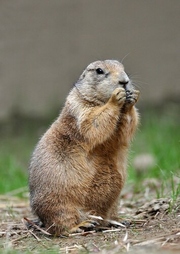 Prairie Dog