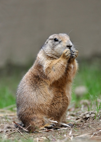 Prairie Dog