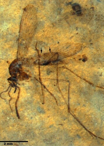 Prehistoric Mosquito