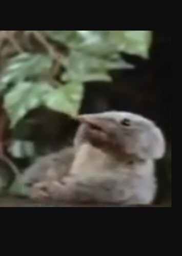 Priscilla the Honeypossum
