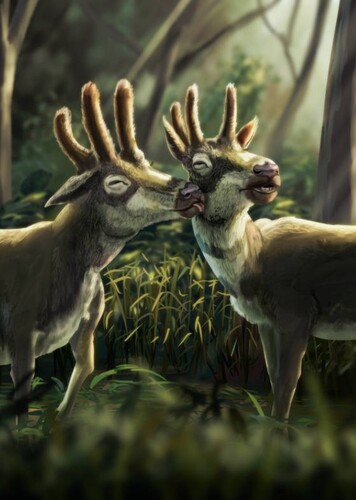 Procranioceras