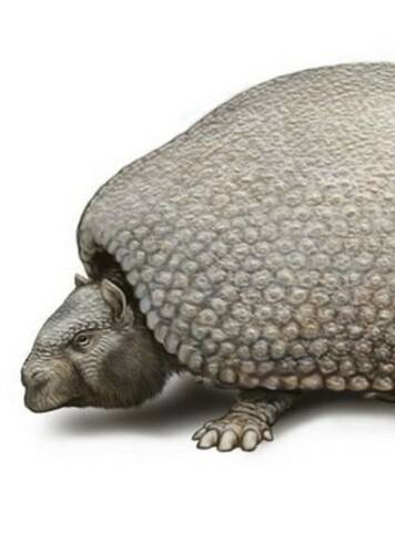 Propalaehoplophorus