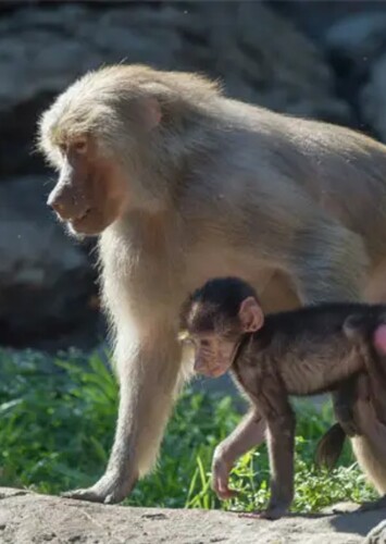 Prospect Park Zoo