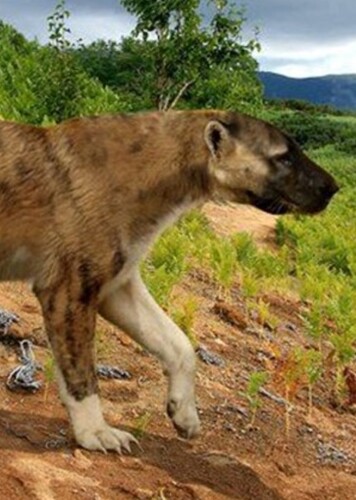 Pseudocyon