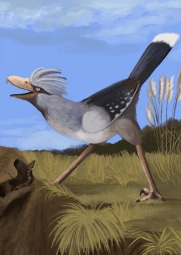 Psilopterus