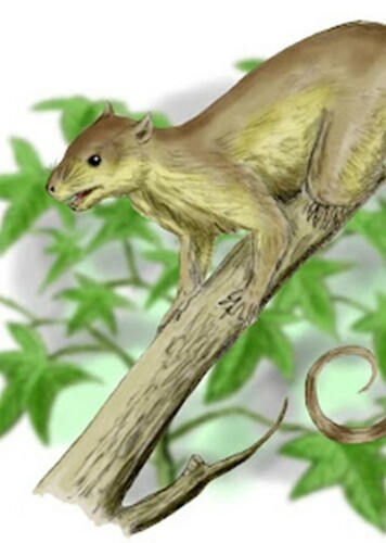 Ptilodus