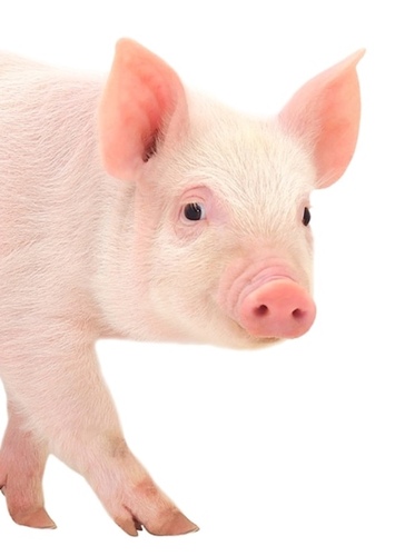 Pua
