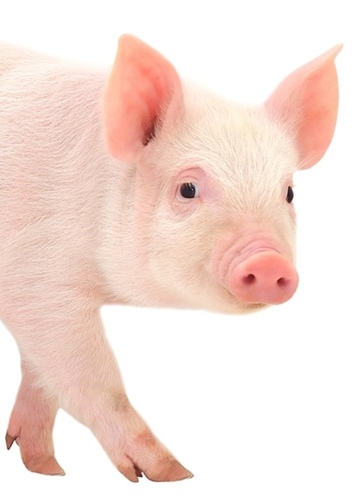 Pua