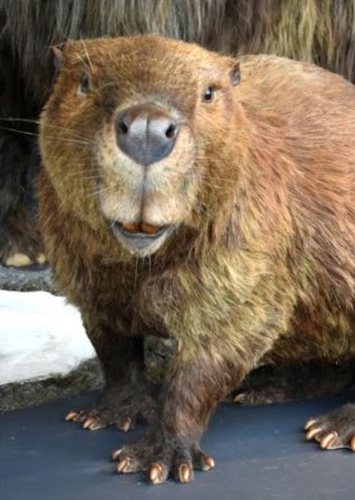 Pudgy Beaver Mom