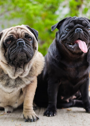 Pug