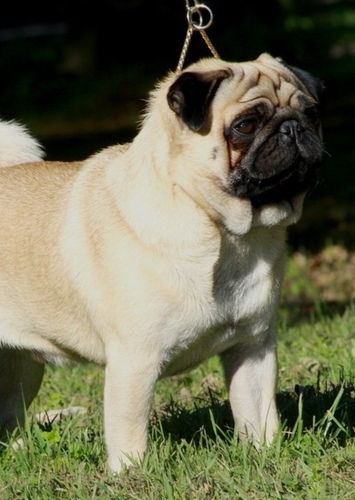 Pugsley
