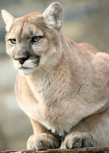Puma