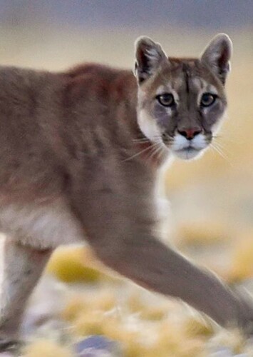 Puma