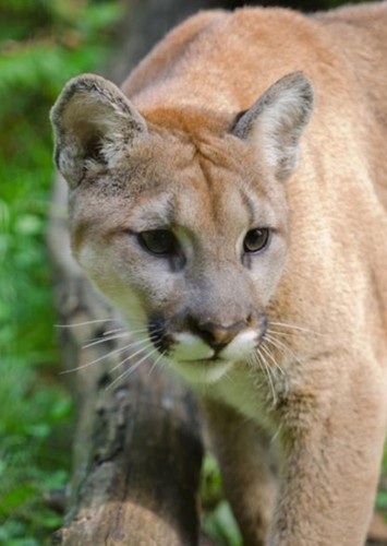 Puma