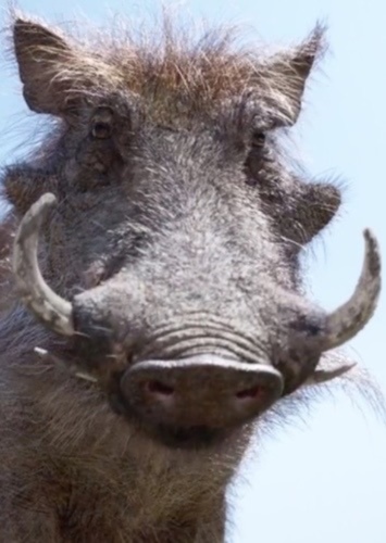 Pumbaa