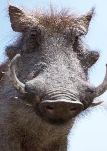 Pumbaa