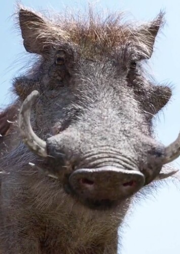 Pumbaa