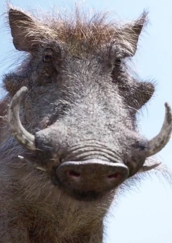 Pumbaa
