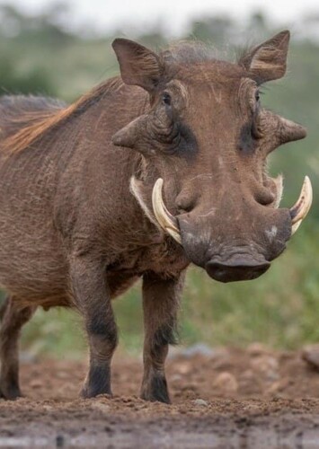 Pumbaa