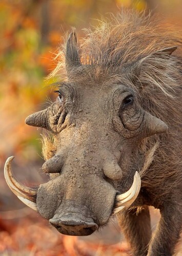 Pumbaa
