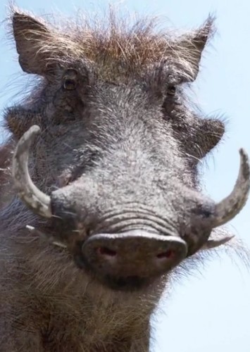 Pumbaa