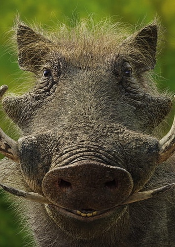 Pumbaa
