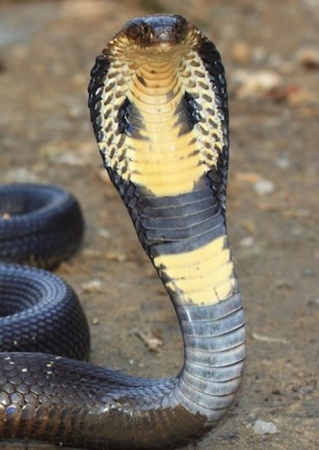 Pumpkin Cobra