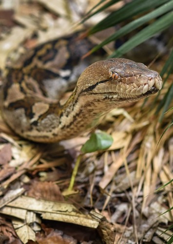 Python