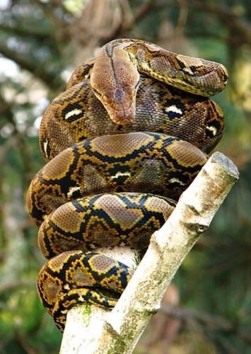 Python