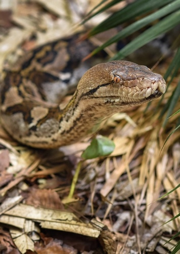Python