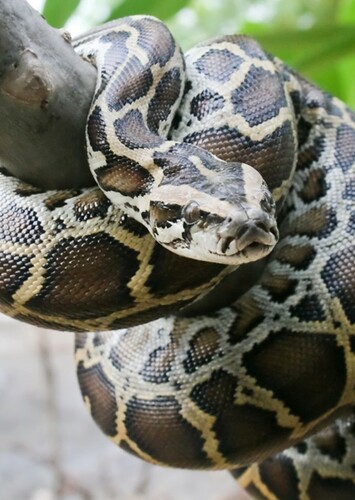 Awesome Animals Fan Casting on myCast