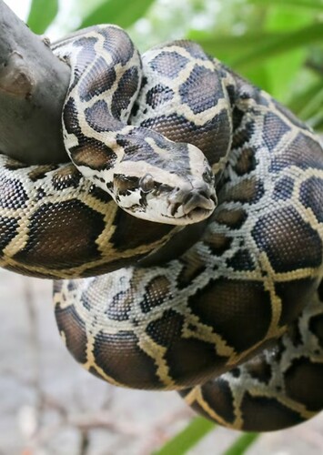 Python