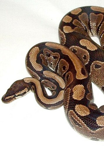 Python