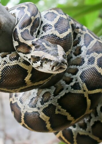 Python
