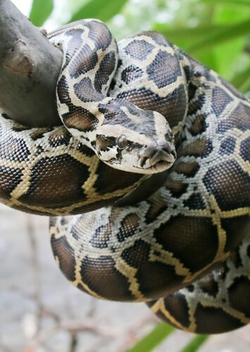 Python