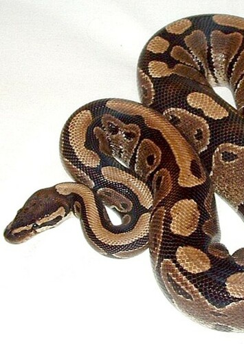Python