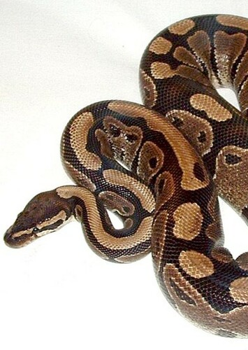 Python
