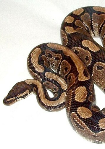 Python