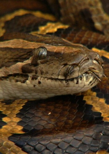 Python