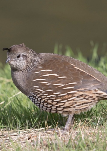 Quail