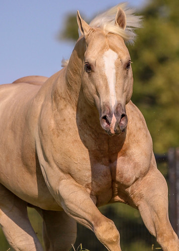 Quarter Horse