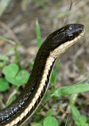 Queen Snake