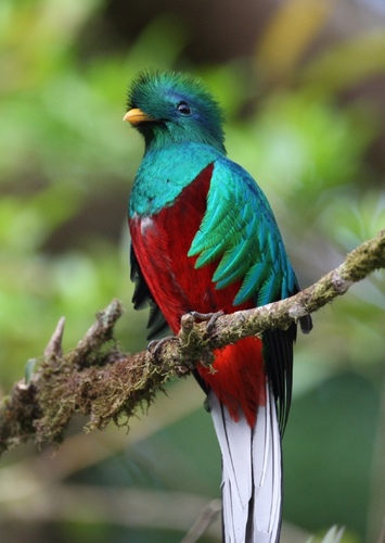 Queen the Quetzal