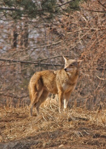 Queens Zoo