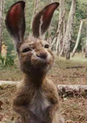 Rabbit